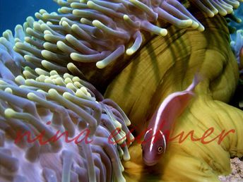 01 anemonefish