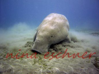 09 dugong beim grasen