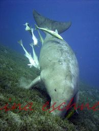 10 dugong landend